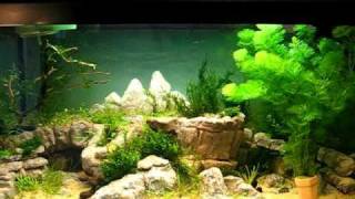 hardscape fishtank 2 [upl. by Brade552]