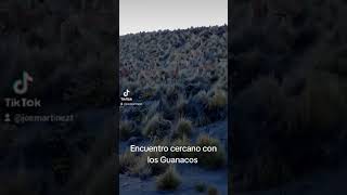 Guanacos en Arequipa viralvideo animals guanaco vidasalvaje nature [upl. by Eenar149]