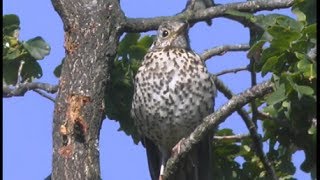 Grive draine  Mistle Trush  Misteldrossel  Turdus viscivorus [upl. by Imuy958]