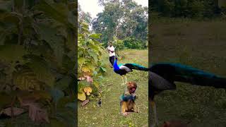 Beautiful peacock catching 😨🦚 youtube viralvideo shortsfeed short trending subscribe wildlife [upl. by Bailie]