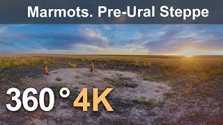 360 Timelapse Marmots in Orenburg Nature Reserve PreUral Steppe [upl. by Rianon]