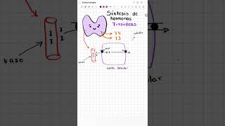 Síntesis de hormonas tiroideas endocrinología tiroides medicina fisiologia [upl. by Aramen52]