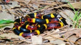 Coral Snake Vs Milksnake [upl. by Litton]