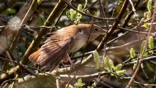 Nightingale Luscinia megarhynchos [upl. by Siletotsira]