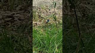 Superb fairywren a small bird with a long tail is held cocked cutebird wildbird [upl. by Elyag]