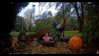 Fall Season Nighttime Critter Stream From My Bedroom Window [upl. by Narrad]