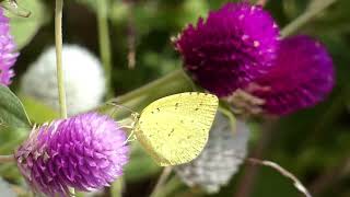 Northern Grass Yellow Butterflies Visit Globe Amaranth Flowers for Nectar [upl. by Eneres]