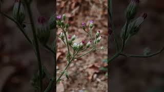 Cyanthillium cinereum little ironweed 🪻flowers beautiful nature photography love youtubeshort [upl. by Jacquelin882]