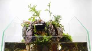 mini aqua terrarium 2（ミニテラ2） [upl. by Naletak]