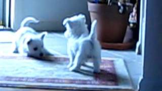 Westie Puppies 7 weeks old [upl. by Yanal]