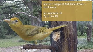 Female Summer Tanager at Bark Butter feeder April 2020 [upl. by Laamak]