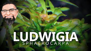 Aquarium Maintenence Ludwigia Sphaerocarpa [upl. by Shank]