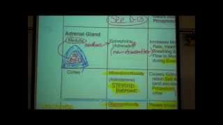 ANATOMY ENDOCRINE SYSTEM by Professor Fink [upl. by Azpurua27]