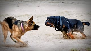 German Shepherd VS Rottweiler [upl. by Oiluj]