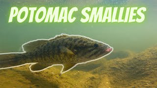 Smallmouth Bass Fishing the Potomac River Wading [upl. by Suzi708]