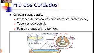 Cordados 1  Características Gerais e Filogenia [upl. by Hintze]