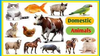 Domestic animals name  20 domestic animals name in english  pet animals name [upl. by Madora]