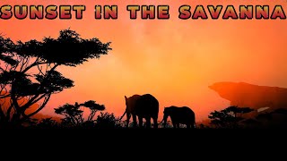 Savanna Sunset Holds the SECRET to Calming Depression and Anxiety [upl. by Lurlene]