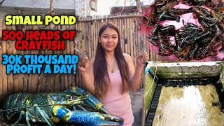 Small Pond500 Heads of CRAYFISH30THOUSAND PROFIT A DAY300 THOUSAND A MONTHCRAYFISH FARMING😱😱 [upl. by Nyssa263]