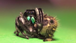 Regal jumping spiders Gilda and Rex first mating [upl. by Milan]