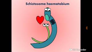 Schistosoma haematobium Blood Fluke  Urinary SchistosomiasisBilharziasis البلهارسيا [upl. by Vacuva]