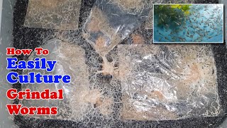 How To Easily Culture Grindal Worms  Unlimited Live Food for Fish [upl. by Sasnak]