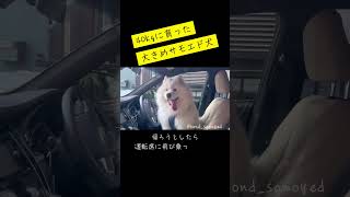 【サモエド🐻‍❄️モフモフ】お出かけ🚗大好き！ サモエド 犬のいる生活 かわいいもふもふ 可愛い もふもふモフモフ ペット 愛犬 [upl. by Elconin]