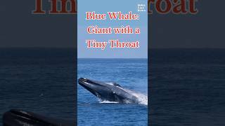 Blue Whale Giant with a Tiny Throat subscribe facts shorts [upl. by Nauq]