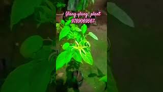 Ylang ylang Plantshortsfeed shortsviral [upl. by Hines]