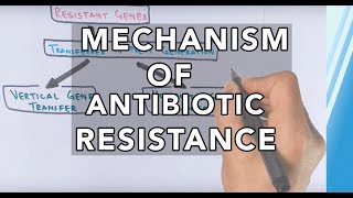 Mechanism of Antibiotic Resistance [upl. by Beller]