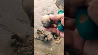 5 Nobember 2024 Kelating clams asmr clamdigging seashells marinelife clamshell shorts foryou [upl. by Ojeillib]