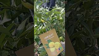 Limequat  pom de citrice  încrucișarea dintre Lime și Kumquat limequat citrice citricelaghiveci [upl. by Ylicis546]