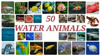 50 WATER ANIMALS in English with pictures [upl. by Yolanthe]