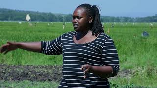 A research against Soil salinity amp Nitrogen losses by Olive Tuyishime [upl. by Tiffy]