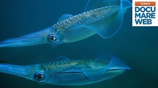 Documentario Jacques Cousteau  La notte del calamaro  La grande avventura del mare [upl. by Recor]