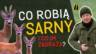 Sarny  terytoria rozmnażanie i zagrożenia  w tym ludzie i drapieżniki 🌲quoto Lesiequot odc56 [upl. by Ridinger148]