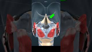 Voice Production  How Sounds are produced in vocal cord 3D animation shorts [upl. by Arracot]