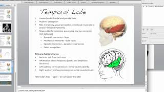 The Brain Temporal Lobe [upl. by Leahcimrej]