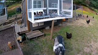 Building a New Pigeon Loft Section from Scrap and Salvage Pt 1 [upl. by Sirronal847]