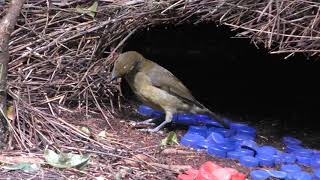 Vogelkop Bowerbird [upl. by Ataynik]