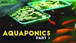 Aquaponics Part 1  Aquaponics in the Philippines  Agribusiness Philippines [upl. by Aseral]