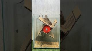 Best mouse trap ideabest spinning trap mousetrap mouse [upl. by Ericka]