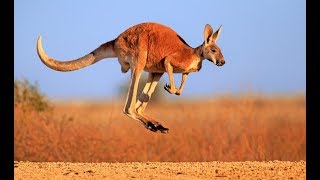 Kangaroo  Australian Kangaroos Documentary Kangaroo Life [upl. by Laris]