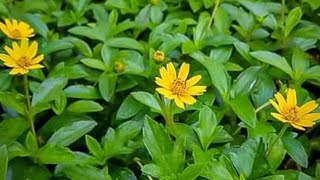 How to grow Sphagneticola CalendulaceaChinese wedelia [upl. by Ladnyk336]