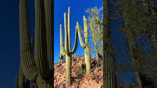 Saguaro National Park 15 [upl. by Mose]