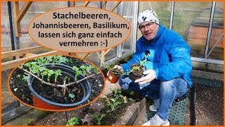 Stachelbeeren Johannisbeeren einfach vermehren Stecklinge [upl. by Held]