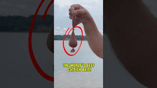 The WORLD’S BEST Catfish Bait shorts fishing catfish [upl. by Phene]