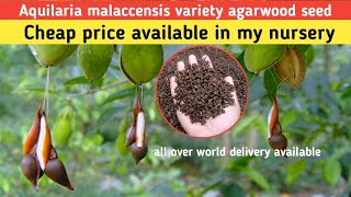 agar wood seedsaquilaria malaccensis variety agar wood seedagarwood seeds buy online cheap price [upl. by Anividul911]