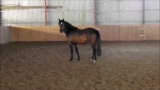 Der kleine LordBellini pony gelding  2012 for sale [upl. by Barayon28]