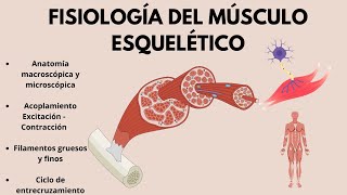 FISIOLOGÍA del músculo esquelético Acoplamiento excitación  contracción EN 20 MINUTOS [upl. by Desberg]